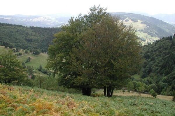 Weidbuche in Neuenweg