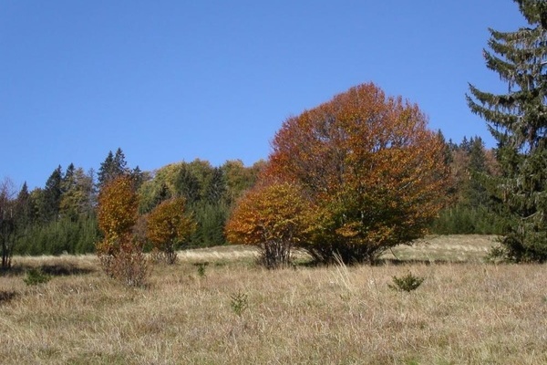 Weidbuche in Todtnau 