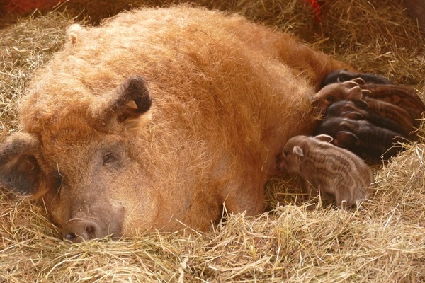 Glckliche Familie Wollschwein  Melcherhof